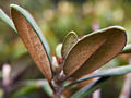 Rhododendron smirnowii IMG_5905 Różanecznik